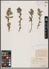 Foto von Salix aurita L.